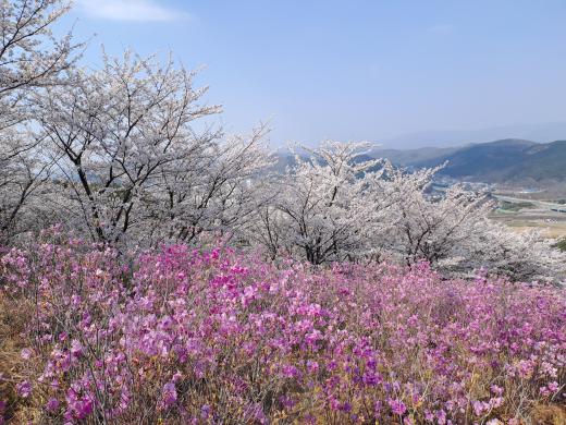대구광역시 서구 와룡산 봄꽃 명소 썸네일